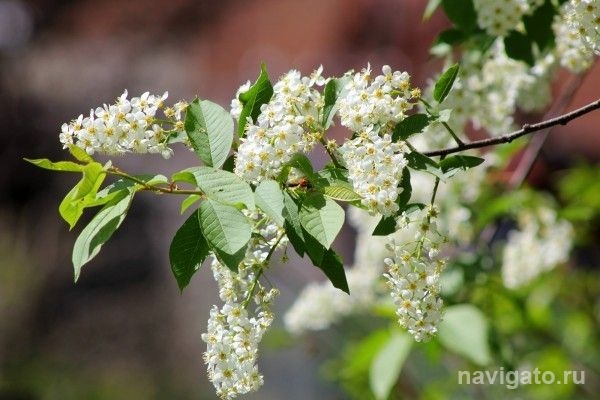 Погода в Новосибирске на 16 - 17 мая: жаркие выходные