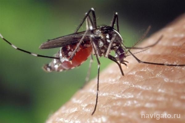 Ученые СО РАН прогнозируют нашествие комаров