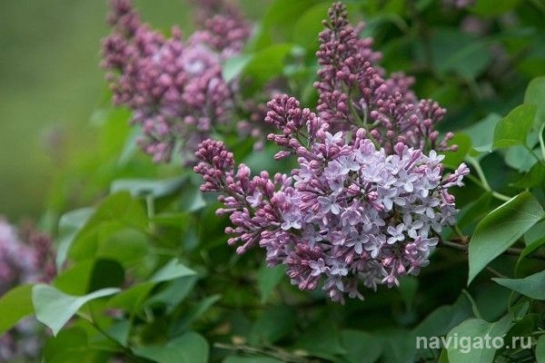 До четверга прохладно и дождливо