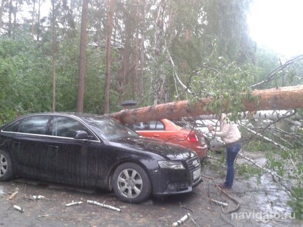 Деревья рухнули на «Ауди» и «Ниссан» на парковке у общежития