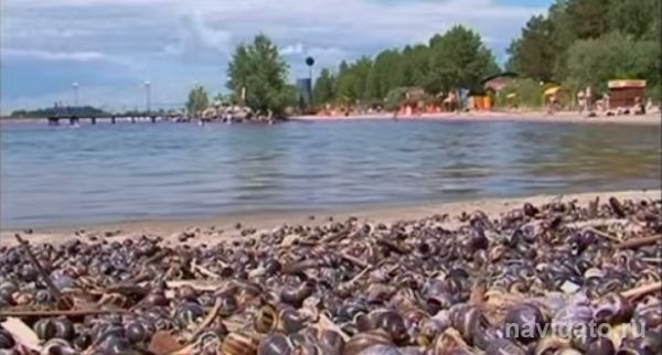 Мертвые улитки заполонили пляжи Обского моря