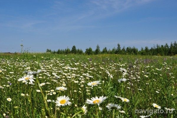 Погода на День молодежи и День города: тепло и празднично