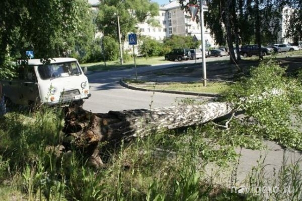 Упавшее дерево оборвало провода на ул. Ученых