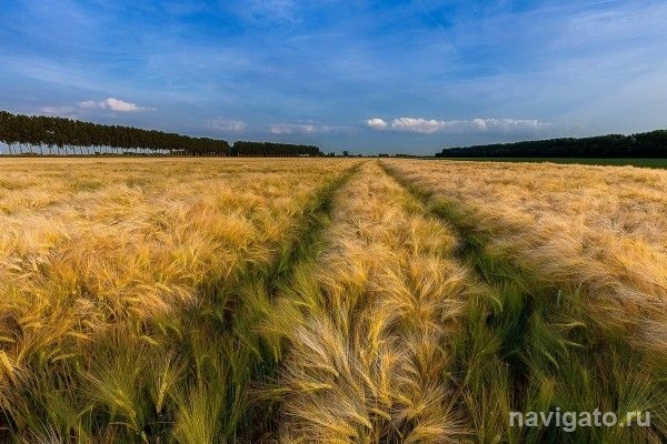 Холодную погоду сменит на выходных тепло до +29