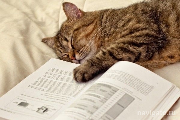 НГУ ищет самого лучшего котика