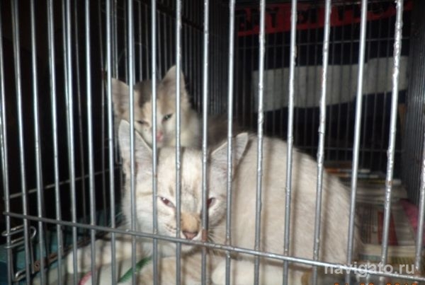 Кошек могут выселить из подвала