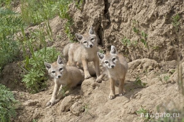 ИСиЭЖ СО РАН объявил конкурс фотографий