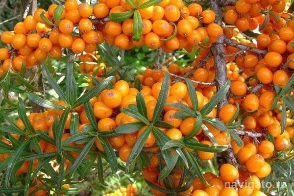 Ученые СО РАН изучили облепиху