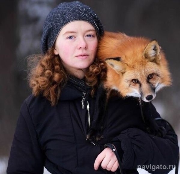 На Шлюзе потерялась знаменитая ручная лиса