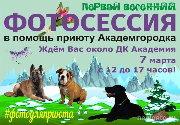 7 марта - фотосессия с собаками в пользу приюта Академгородка 