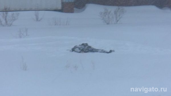 Лыжники обнаружили под Бердском труп