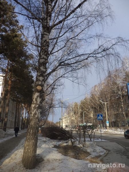 Обрезку берез продолжат по-ботсадовски