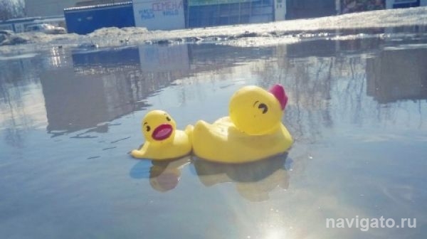 По ОбьГЭС поплыли резиновые уточки