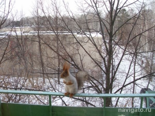 У белок Академгородка начался гон