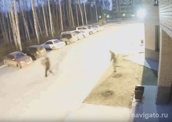 В камеры видеонаблюдения попало ограбление офиса на Коптюга