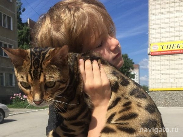 Бердчанке вернули сбежавшего кота за 15 тысяч
