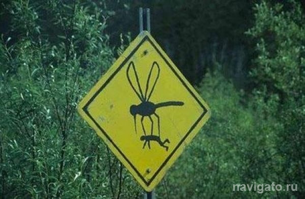 В районе в 4 раза выросло количество гнуса