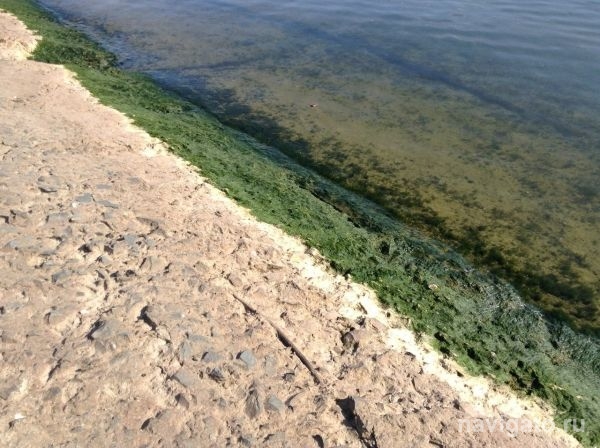 Обское море из-за жары снова зацвело