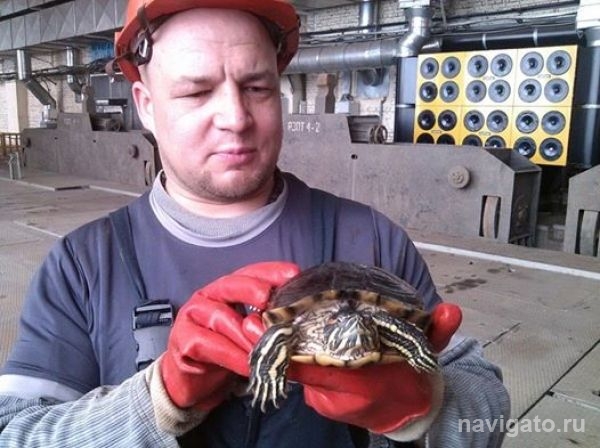 На Новосибирской ГЭС спасли красноухую черепаху