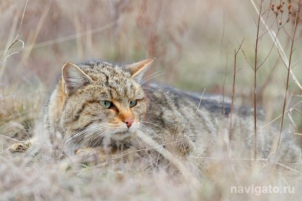 Сибирские учёные вывели гибрид для спасения редких лесных котов