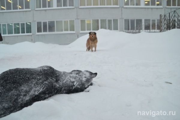 Трупы отравленных догхантерами собак нашли на территории школы в Бердске