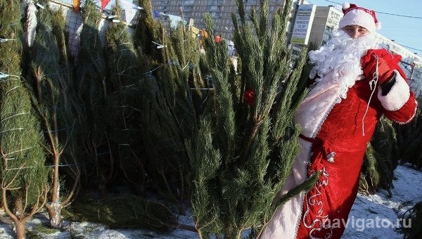 Елочные базары в Советском районе