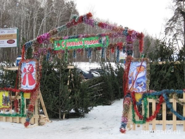 27 елочных базаров откроют в Советском районе (список)