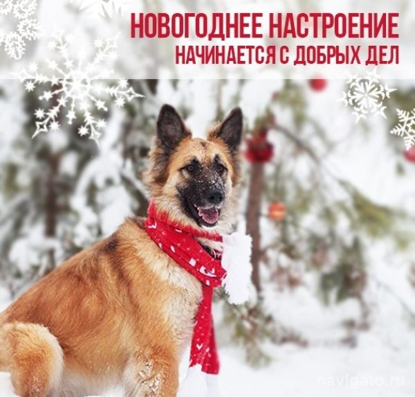 Домашние собаки помогут бездомным