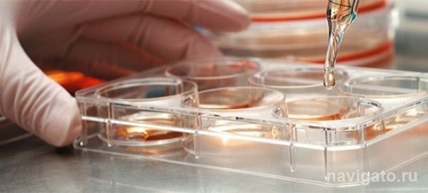 Сибирские ученые обнаружили уникальные свойства клеток, открывающие новые перспективы в лечении рака