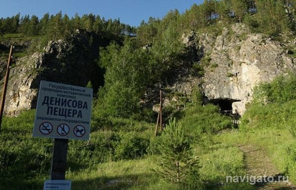 Сибирские ученые нашли кость зеброослоподобного существа