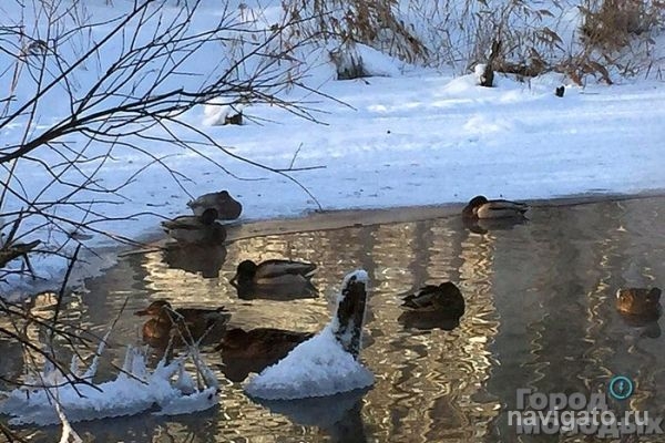 Новосибирцы спасают от голода уток, зимующих на Шлюзе