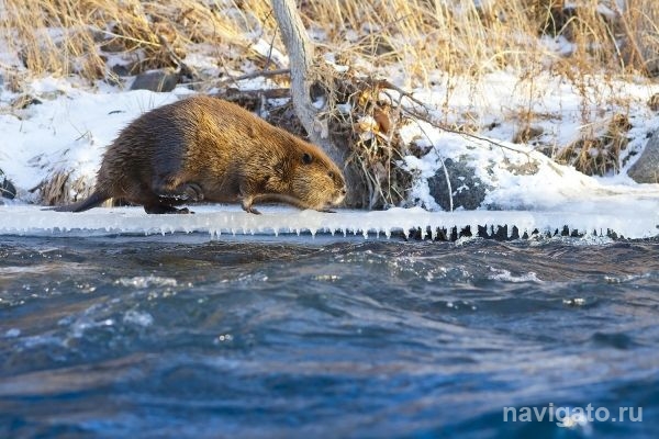 В Ключах объявились храбрые бобры
