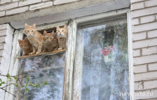 Скоро весь Новосибирск будет 