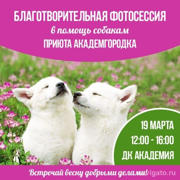 В воскресенье пройдет очередная фотосессия в помощь зооприюту