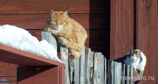 Ну всё, теперь точно весна!