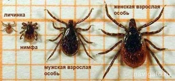 Новосибирск готов к встрече с клещами