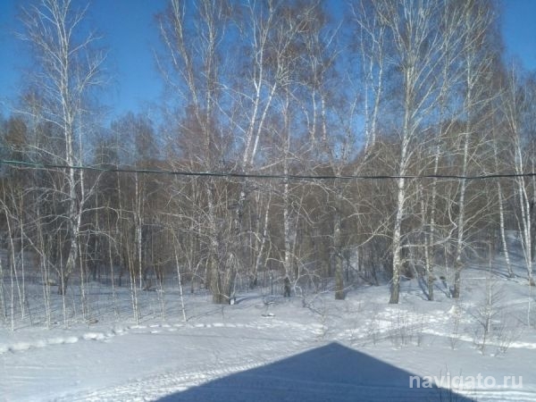 Чиновники обеспокоились судьбой березового леса в Ложке