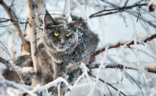 В Новосибирск возвращаются дожди и мокрый снег