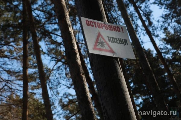 Энцефалитные клещи появились в Новосибирской области