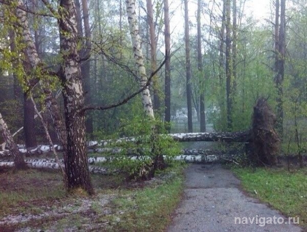 О лесах Академгородка поговорят на круглом столе