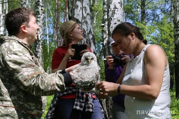Птенцы краснокнижной совы получили по кольцу