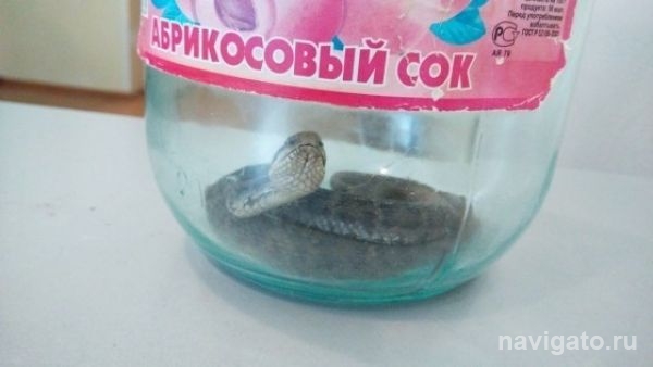 После укуса гадюки попал в реанимацию 7-летний ребенок в Бердске