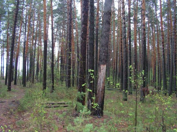 Шлюзовской лес предлагают сделать памятником природы