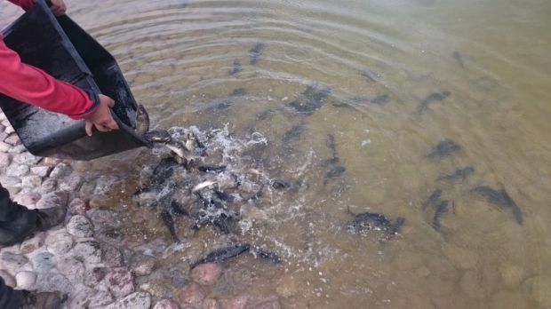 15 миллионов рублей потратят на зарыбление водоемов Новосибирской области