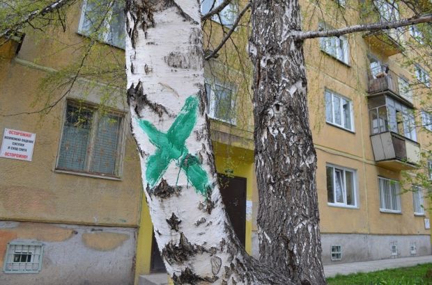 Срубить нельзя оставить: аварийные ли деревья идут под снос?