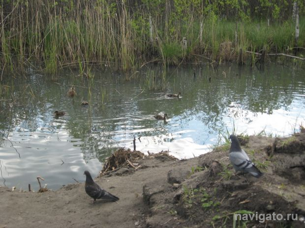 Готовы участвовать в уборке водоёмов и их берегов? Зарегистрируйтесь!