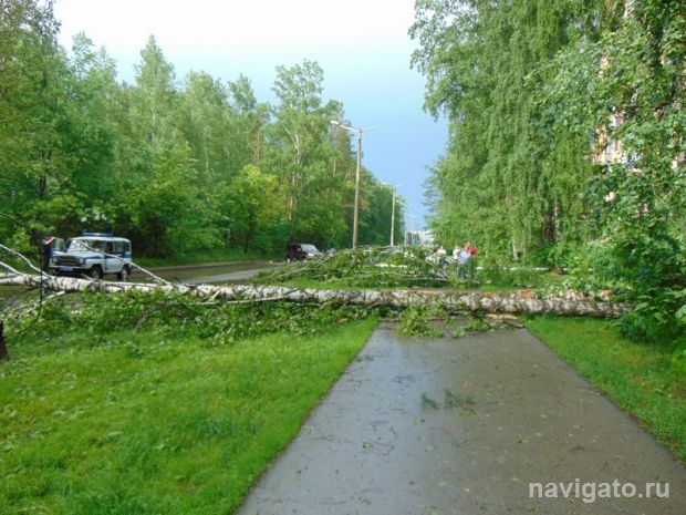Упавшая береза перегородила проспект Академика Коптюга
