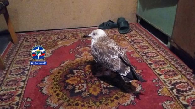 Спасатели из Советского района спасли замерзающего птенца чайки