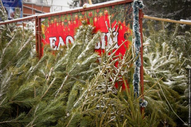 Елочные базары откроют в Новосибирске 1 декабря