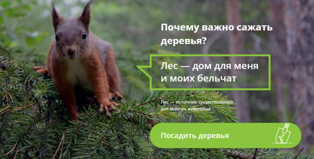 Акция «100 тысяч новых елок стране» стартует в Новосибирске